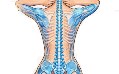 La Columna vertebral completa